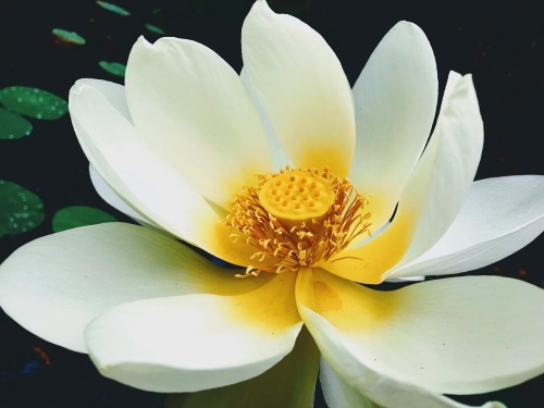 Lotus flowering